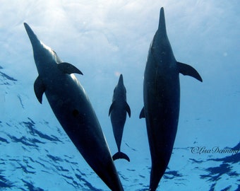 Dolphin Family with New Baby