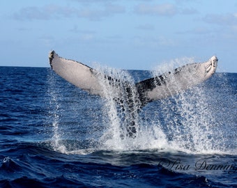 Humpback Whale Tail Waterfall