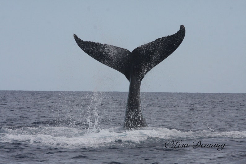 Humpback Whale Tail image 1