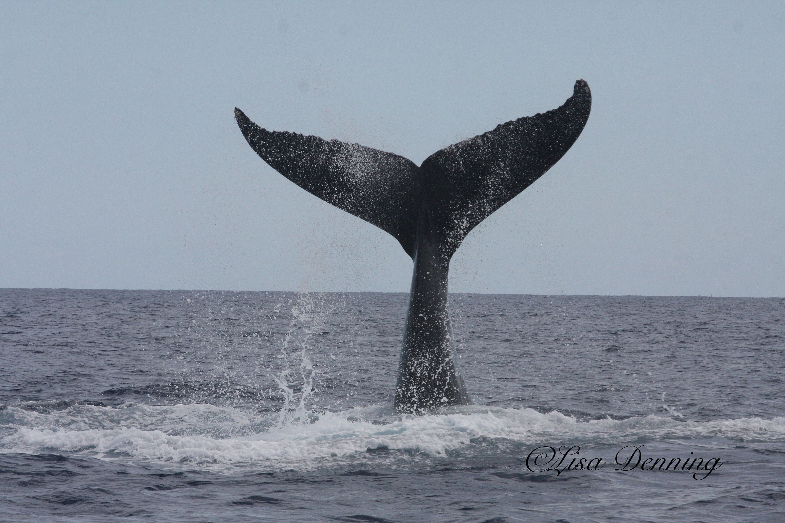 Images Of Humpback Whale Tails(03)