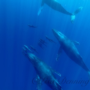 Joyful Reunion - Humpback Whales with False Killer Whales