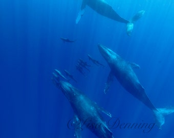 Joyful Reunion - Humpback Whales with False Killer Whales