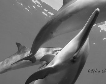 Hawaiian Spinner Dolphin Black and White