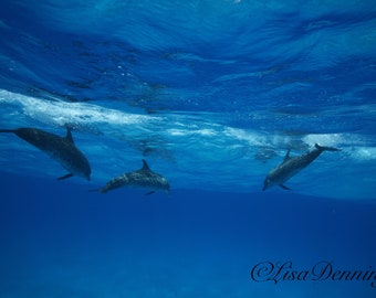 Atlantic Spotted Dolphins Surfing a wave
