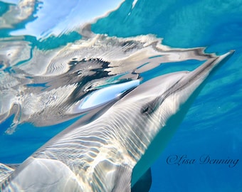 Hawaiian Spinner Dolphin - Reflection