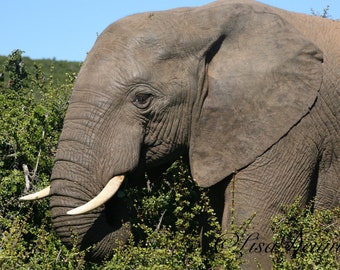 South African elephant making contact