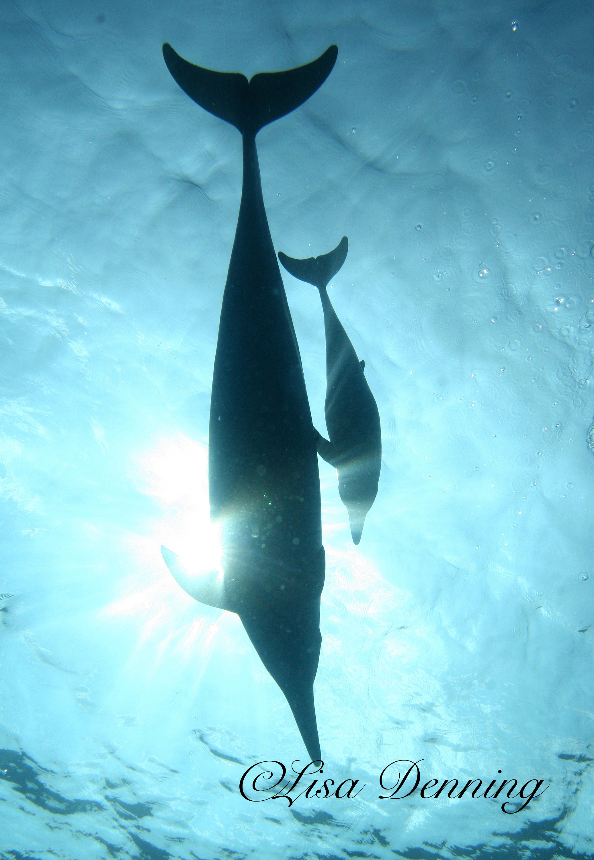 Mother and Baby Spinner Dolphin Etsy