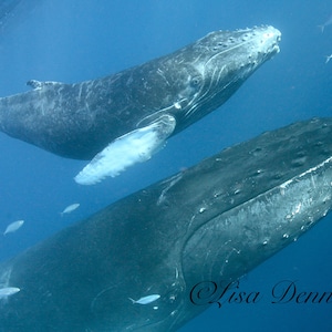 Close up Mama and Baby Humpback Whales