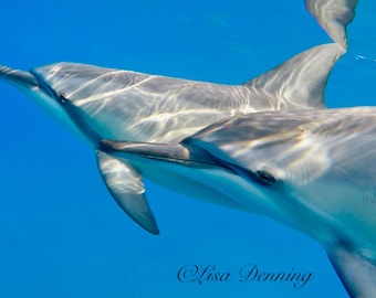 May include: Two dolphins swim underwater in a vibrant blue ocean. The dolphins are gray and white, with sleek bodies and prominent fins. Sunlight filters through the water, creating shimmering reflections on their skin. The image is signed "Lisa Denning".