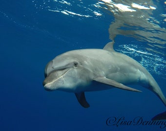 Pacific Bottlenose Dolphin saying hello