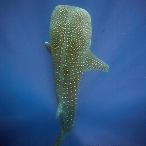 Whale Shark Rising