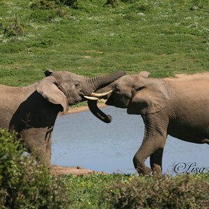 South African Elephants Playing