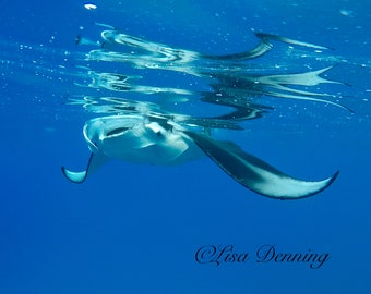 Manta Ray Feeding on Surface