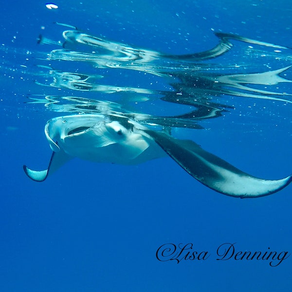 Manta Ray Feeding on Surface