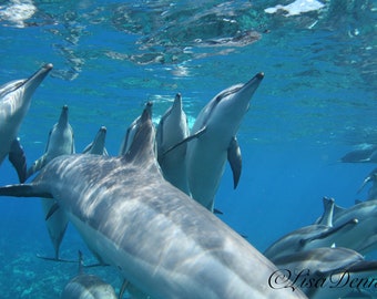 Spinner Dolphin Pod over the reef