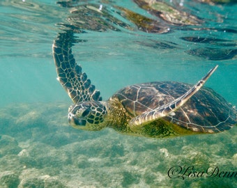 Hawaii Green Sea Turtle on the Reef