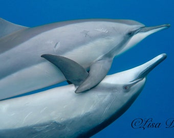 Spinner Dolphin Love