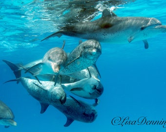 Spotted Dolphin Love Pod