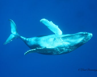 Baby Humpback Whale Playing