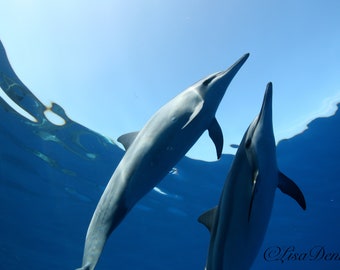 Spinner Dolphin Pair