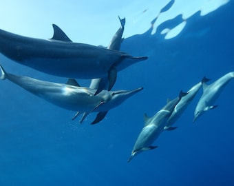 Hawaiian Spinner Dolphins Dance