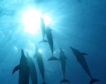 Atlantic Spotted Dolphins into the Sun