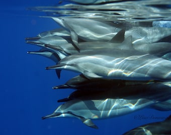 Hawaiian Spinner Dolphin Pod Together