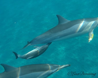 Baby Spinner Dolphin Nursing in Hawaii