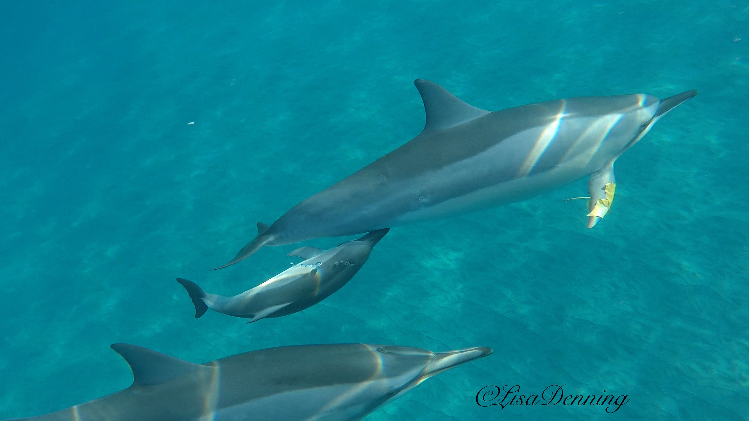 Baby Spinner Dolphin Nursing in Hawaii Etsy
