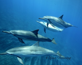 Hawaiian Spinner Dolphins Gliding and Playing