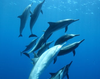 Hawaiian Spinner Dolphin Play Pod