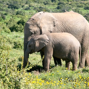 Mother Elephant with a young one in South Africa