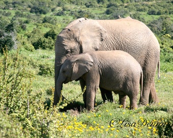 Mother Elephant with a young one in South Africa