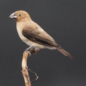 Könnte beinhalten: Ein brauner und weißer Vogel mit einem kurzen, dicken Schnabel, der auf einem Ast sitzt. Der Vogel ist auf einem Holzsockel montiert.