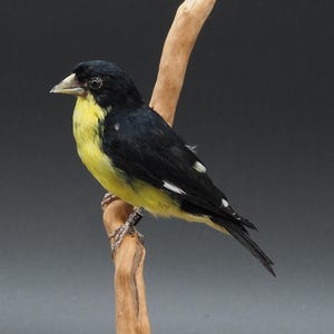 Tarin à ventre jaune naturalisé, véritable taxidermie