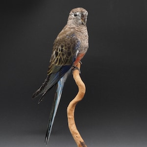 Réservé à l'UE - Perruche de Bourke naturalisée, véritable taxidermie