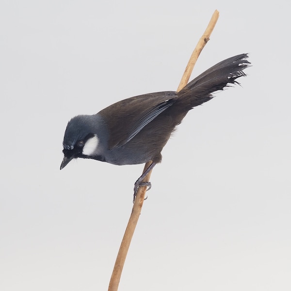Mounted black-throated thrush, real taxidermy