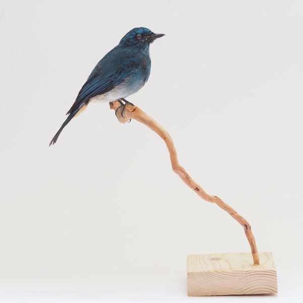 Gobemouche azur empaillé, véritable taxidermie