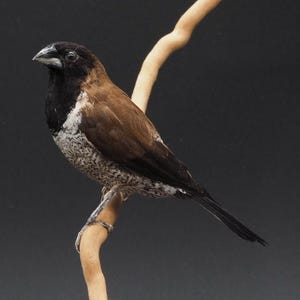 Homme en bronze des Moluques naturalisé, véritable taxidermie