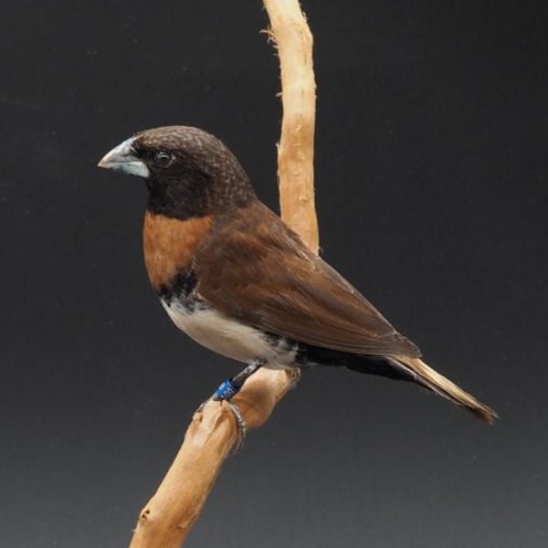 Mounted brown-breasted reed finch, real taxidermy