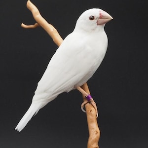 Opgezette rijstvogel, echte taxidermie