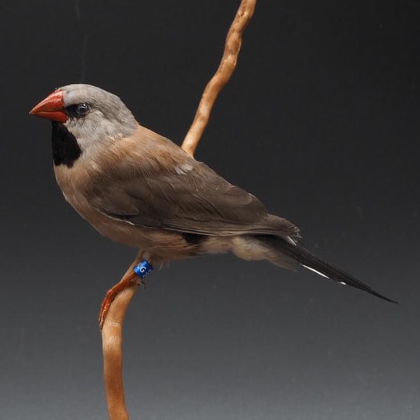 Mounted sharp-tailed finch, real taxidermy