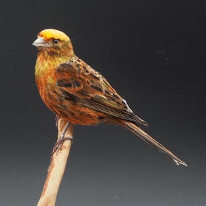 Può includere: Un uccello tassidermizzato con piumaggio arancione e giallo brillante sulla testa e sul petto, caratterizzato da ali e piume della coda con motivi marroni e neri. L'uccello è appollaiato su un ramo di legno chiaro fissato a una base circolare.