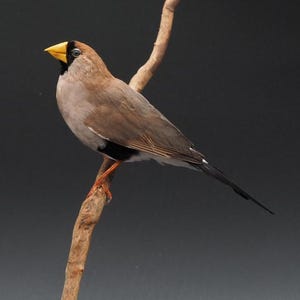 Pinson masqué naturalisé, véritable taxidermie