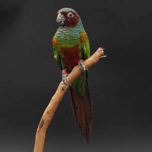 Antique taxidermy parrot - Etsy 日本