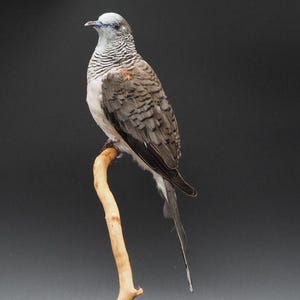 Paloma cebra montada, taxidermia real