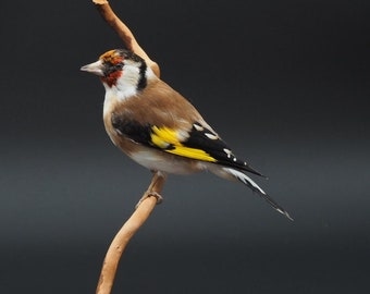 Opgezette putter, echte taxidermie