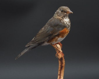 Zorzal pecho negro montado, taxidermia real