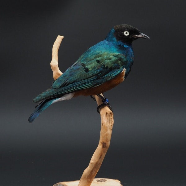 Étourneau tricolore monté, véritable taxidermie