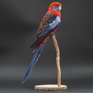 Pennants parakeet hotsell